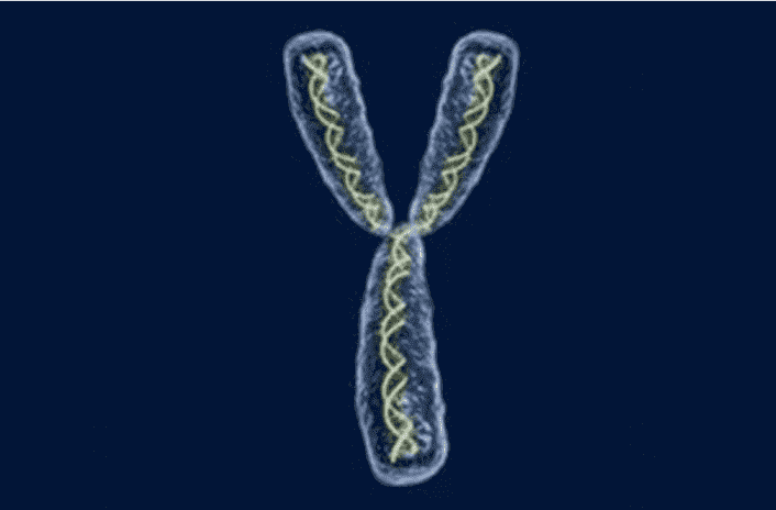 A New Study Has Managed To Uncover The Centromere of The Y Chromosome